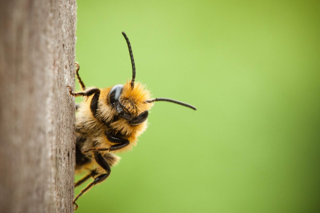 Beewashing e Biodiversità