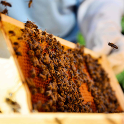 Beewashing